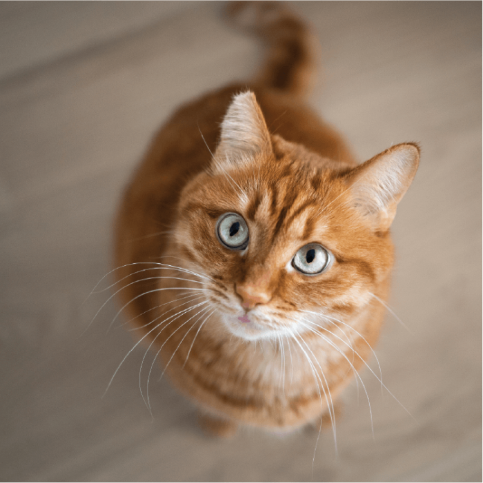 wealth trek boston cat